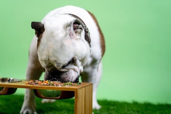 How to Create a Balanced and Nutritious Diet Plan for Overweight Pets?