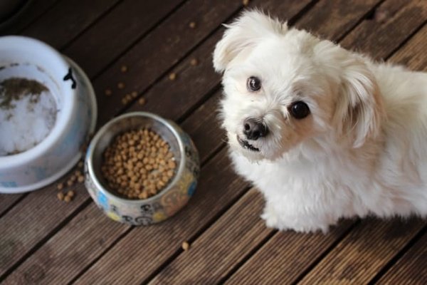 How to Safely Manage a Pet's Food Allergies with Homemade Diets?